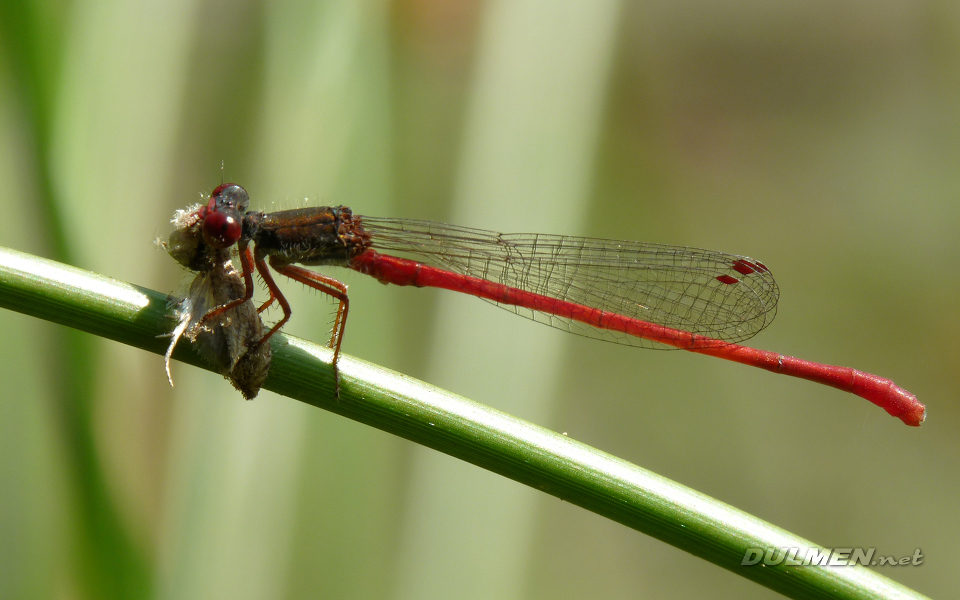 Small Red Damsel (Ceriagrion Tenellum)